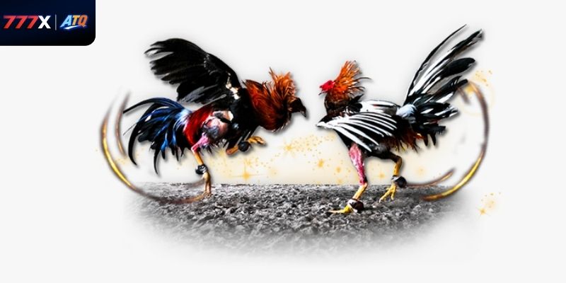 Mẹo chơi đá gà ăn tiền thành công